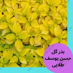 بذر گیاه آپارتمانی حسن یوسف رقم طلایی - Golden