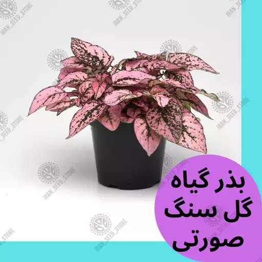 بذر گیاه آپارتمانی گل سنگ صورتی - Pink Hypoestes