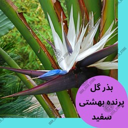 بذر گیاه پرندهٔ بهشتی یا استرلیتزیا گل سفید - White Strelitzia