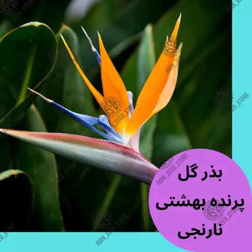 بذر گیاه پرندهٔ بهشتی یا استرلیتزیا نارنجی - Strelitzia