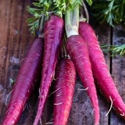 بذر هویج رنگی بنفش - Purple Carrot