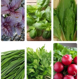 بذر سبزیجات خوراکی بسته 6 عددی