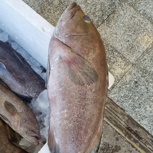 ماهی هامور(پس کرایه هزینه ارسال در مقصد)