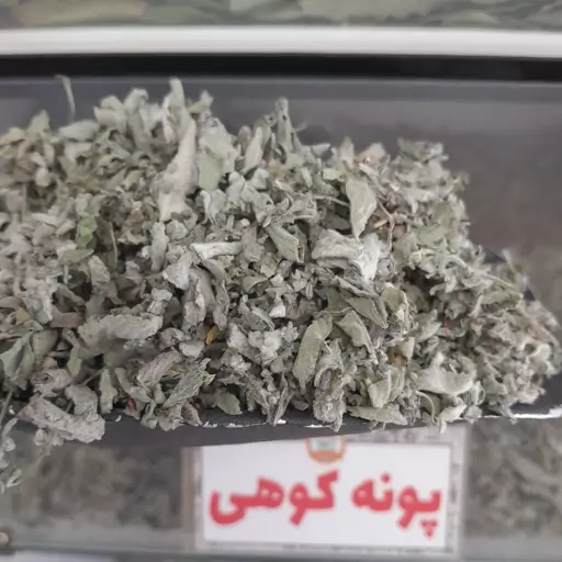 پونه کوهی