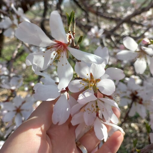 بادام سنگی 1000گرمی