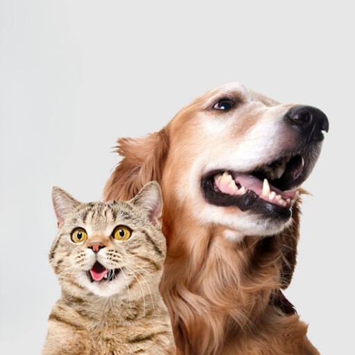 اسپری دنتال ضدعفونی کننده و خوشبو کننده دهان و دندان با عصاره نعنا مخصوص سگ و گربه پت شاپ تافی