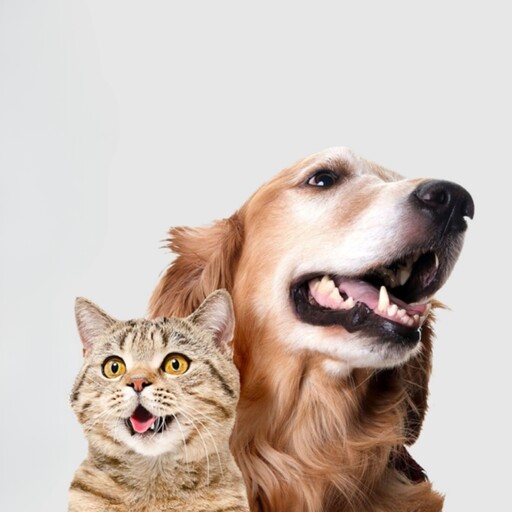 اسپری دنتال ضد عفونی کننده و خوشبو کننده دهان و دندان با عصاره پرتقال مخصوص سگ و گربه پت شاپ تافی