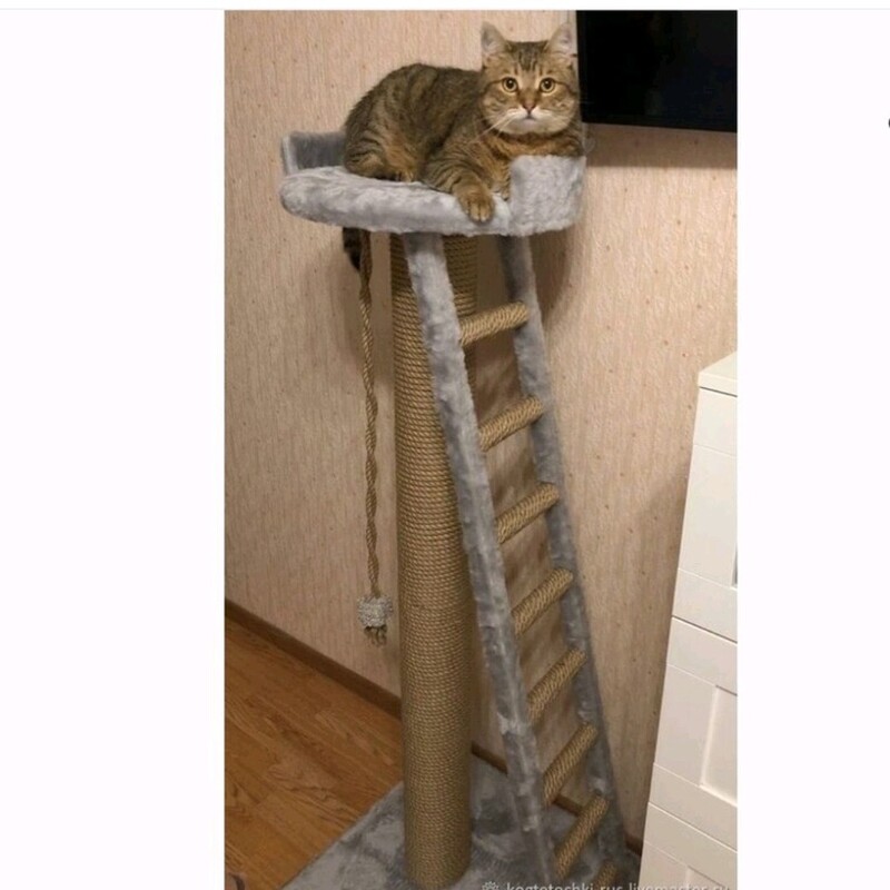 اسکرچر گربه نردبان دار ، ارسال رایگان