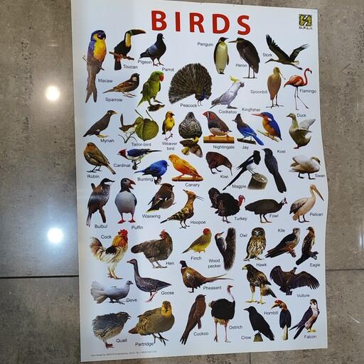پوستر آموزشی زبان انگلیسی پرندگان Birds 