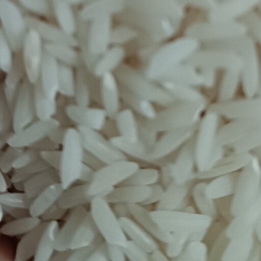 برنج طارم هاشمی معطر اعلا کارخانه ای فریدونکنار 10کیلویی