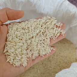 برنج دانه بلند هاشمی پارسال