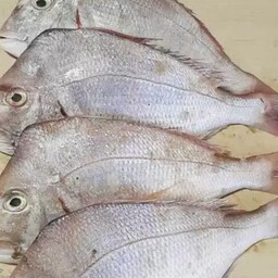 ماهی کخو یا شانک صورتی  تازه و صید روز بوشهر هست .لطفاً با هر سبد خرید یک عدد کائوچوب را سفارش بدهید.(پک10کیلویی )