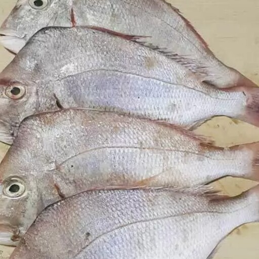 ماهی کخو یا شانک صورتی  تازه و صید روز بوشهر هست .لطفاً با هر سبد خرید یک عدد کائوچوب را سفارش بدهید.(پک10کیلویی )