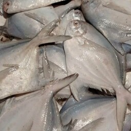 ماهی حلوا سفید بوشهر تازه و صید روز  .لطفا برای هرسبد سفارش یک عدد یخدان هم انتخاب کنید.