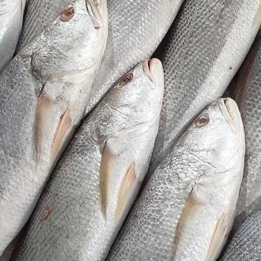 ماهی شوریده تازه و صید روز بوشهر لطفا برای هر سبد خرید یک عدد کائوچوب هم سفارش بدهید (پک10کیلویی )