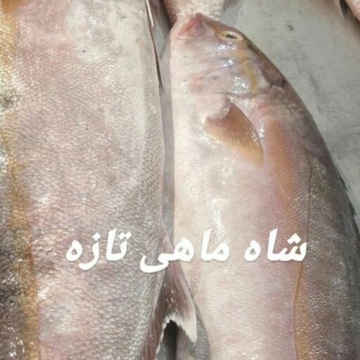 شاه ماهی تازه و صید روز بوشهر .لطفا برای هرسبد خرید یک عدد یخدان هم سفارش بدهید. (پک 10 کیلویی)