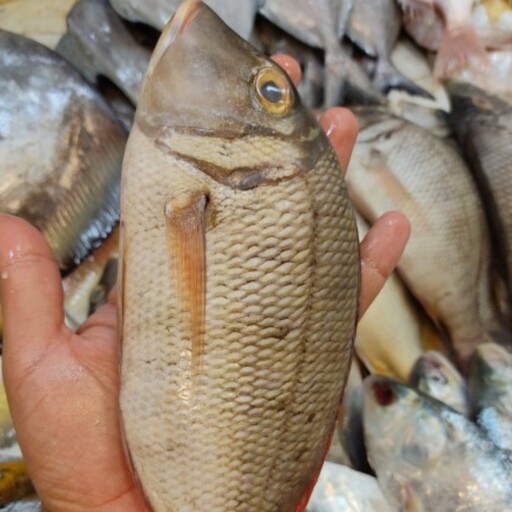 ماهی شعری تازه و صید روز بوشهر.لطفا برای هر سبد خرید یک عدد یخدان هم سفارش بدهید. 