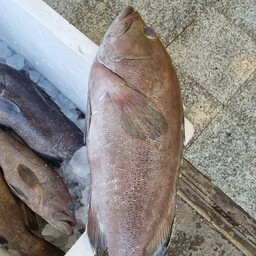 ماهی هامور (ارسال رایگان )حداقل مقدار ارسال رایگان 5 کیلو گرم.
حداقل سفارش محصول 3 کیلو.