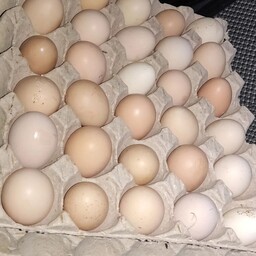 تخم مرغ محلی کاملا اورگانیک. 