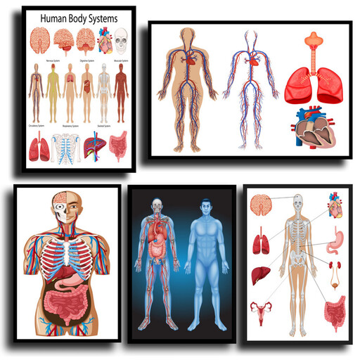 تابلو مدل پزشکی طرح آناتومی بدن انسان کد k409 مجموعه 5 عددی.... دو عدد 30.40سه عدد 20.30