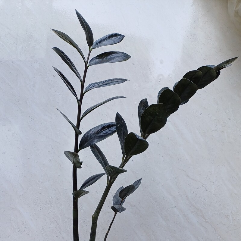 زاموفیلیا سوپر بلک قد شاخه از روی گلدان 48 سانت (هزینه ارسال پسکرایه)