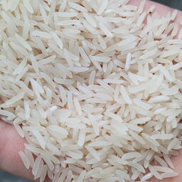 برنج فجر مجلسی گرگان