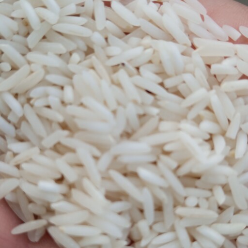 برنج شیرودی با تخفیف ویژه