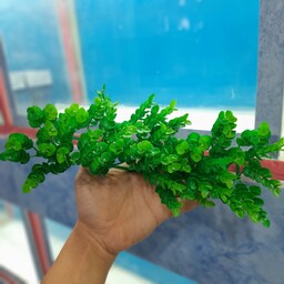 گیاه مصنوعی آکواریوم مدل کفی کد23 (سبز)