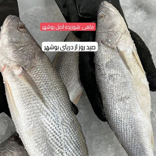 4 کیلو ماهی شوریده اصل بوشهر . صید روز  از دریای بوشهر. ارسال با کالارسان چاپار به سراسر کشور تحویل درب منزل 