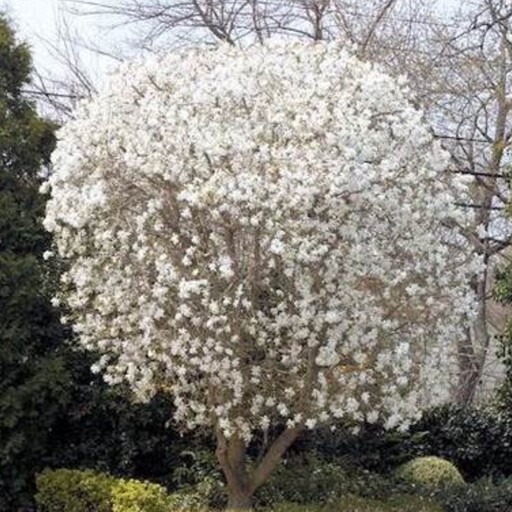 درخت ماگلونیا ستاره ای معطر پیوندی 