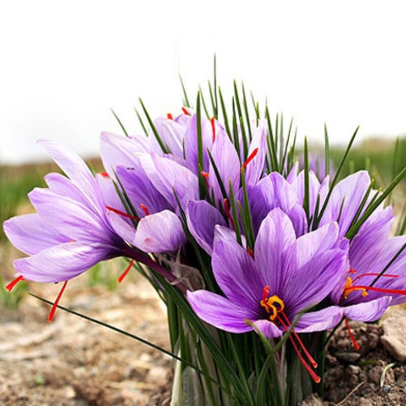 پیاز گل زعفران (یک عدد )