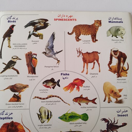 استیکر آموزشی مهره داران،پستانداران،ماهی ها،حشرات و خزندگان 31 تکه به زبان فارسی و انگلیسی