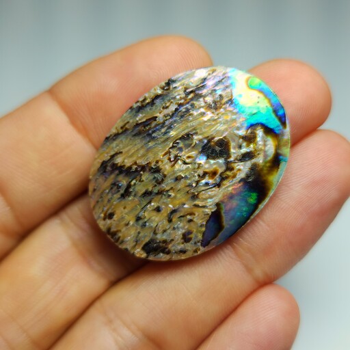 صدف آبالون طبیعی فوق العاده زیبا 