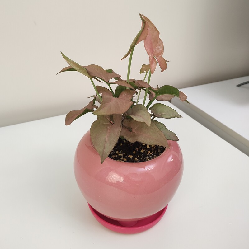 گیاه سینگونیوم صورتی مینیاتوری در گلدان سرامیکی (ارسال رایگان به تهران  برای خرید بالای یک میلیون)