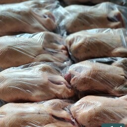 پک 7 اردک محلی اصل  8 بلدرچین گوشتی .یک خروس طلاکته  لطفا توضیحات مطالعه بفرمایید
