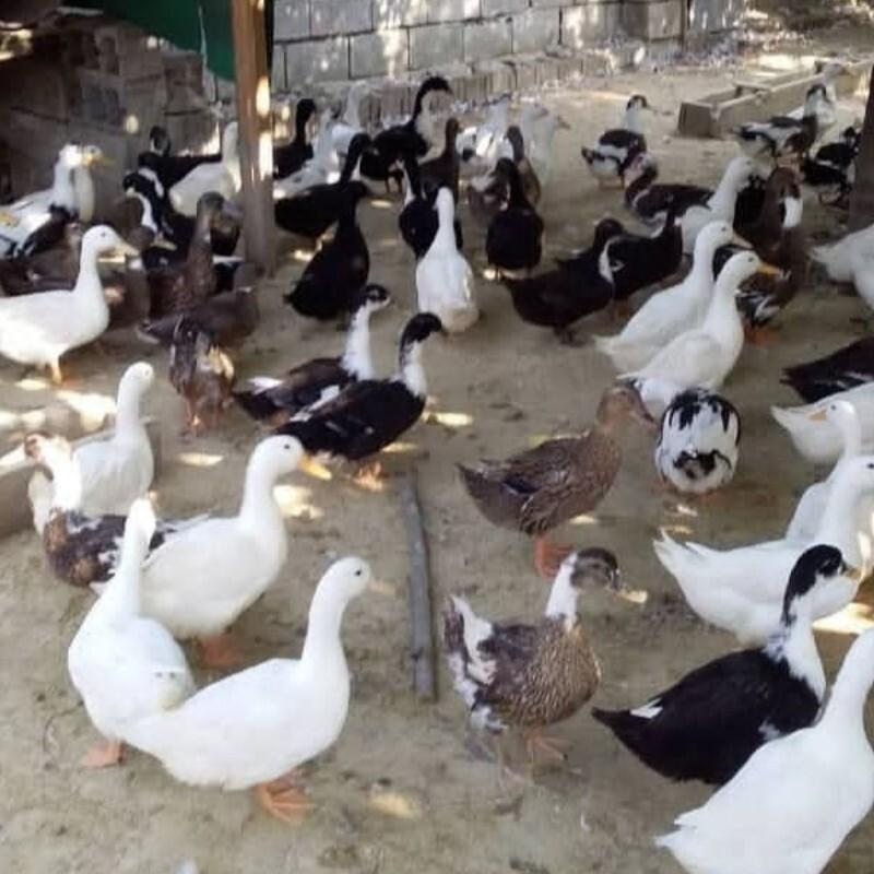 پک محصولات محلیجات  5 اردک محلی 3 مرغ محلی   ارسال با باکس یخ لطفا توضیحات مطالعه بفرمایید