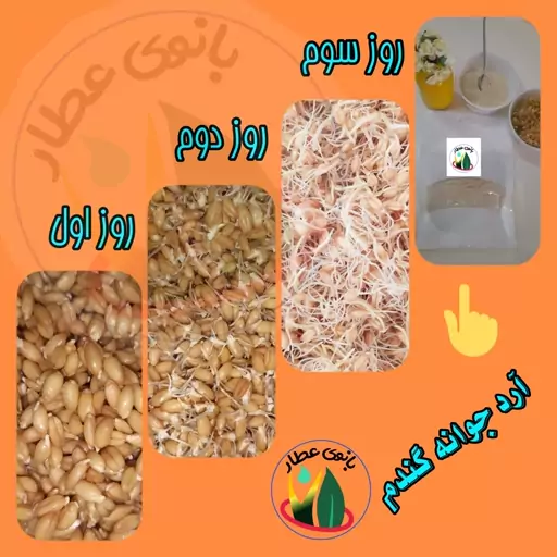 جوانه گندم تازه شیرین