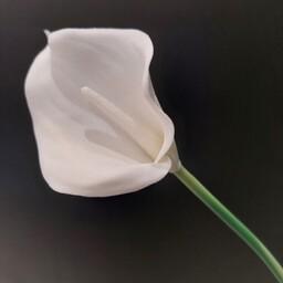  شاخه گل شیپوری سفید رنگ (لیلی)  لمسی درجه یک