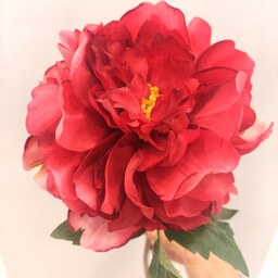 شاخه گل زیبای پیونی سرخ رنگ