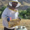 عسل چهل گیاه کردستان بیجار