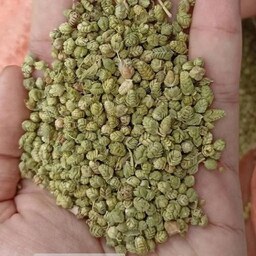 سبزی معطر اورگانو  توپی 100 گرمی درشت  ایتالیایی