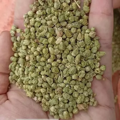 سبزی معطر اورگانو  توپی 100 گرمی درشت  ایتالیایی