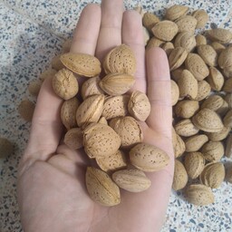 بادام تلخ، محصول امسال، تازه، طبیعی، مغز روشن (کیفیت خوب) (1000 گرم) 