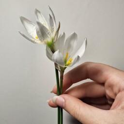 پیاز گل سوسن باران (( سفید ))