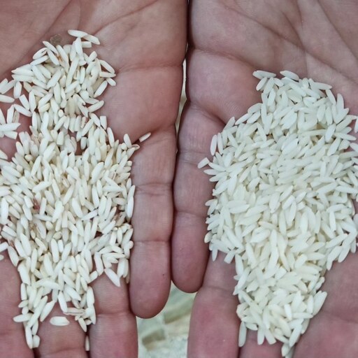برنج هاشمی  اعلاء و درجه یک و درشت و یکدست گیلان (در بسته های 10کیلوگرمی)