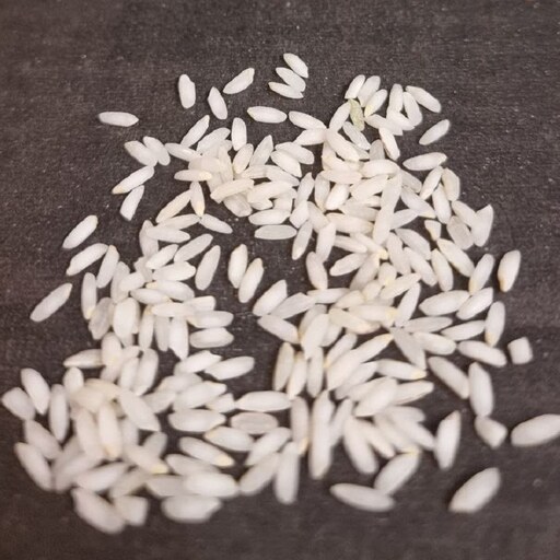 برنج ایرانی عنبربو ممتاز  مادر 50کیلویی سورت و بوجار شده فروش عمده 