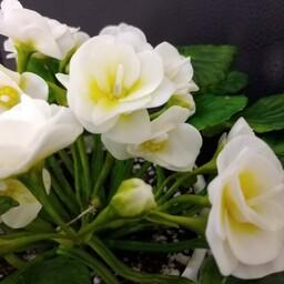 گلهای چینی انعطاف پذیر قابل شستشو نشکن لطیف با خمیر سافت و خمیر ایتالیایی
