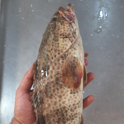 ماهی هامور اصلی