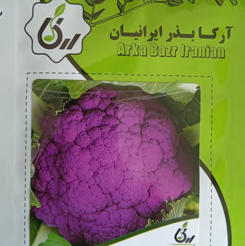 بذر گل کلم قرمز آرکا بذر ایرانیان کشت خانگی