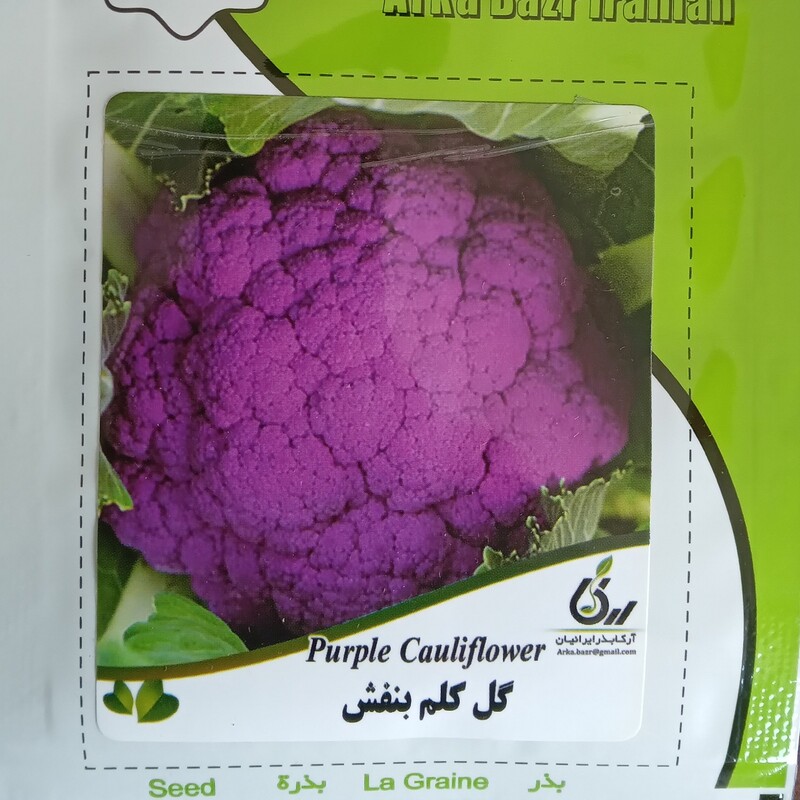 بذر گل کلم قرمز آرکا بذر ایرانیان کشت خانگی